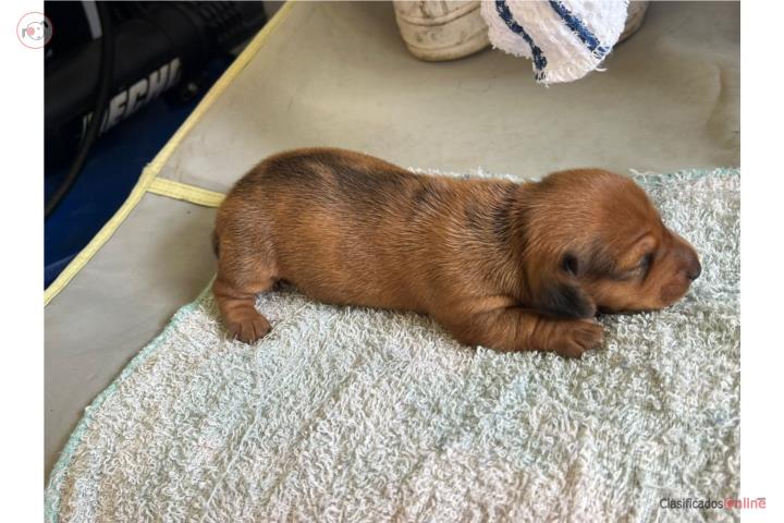 Venta de perrito  Puerto Rico