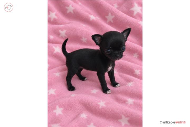 Chihuahua toy hembra  Puerto Rico