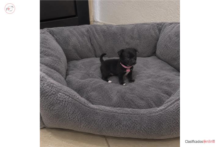 Chihuahua hembra  Puerto Rico
