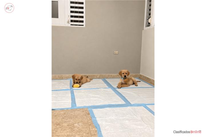 Machos Golden Retriever Puerto Rico
