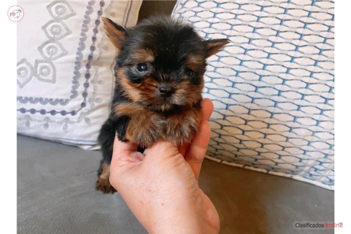 Yorkie toy nena Puerto Rico