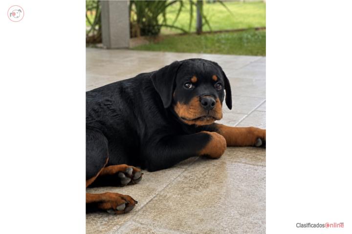 Rottweiler Puerto Rico