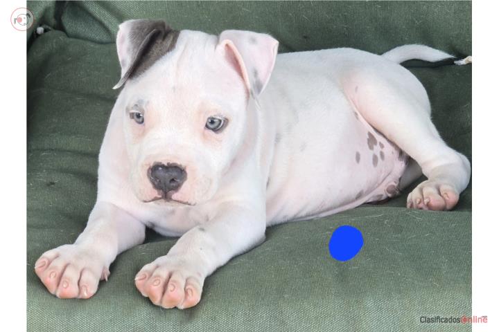 Pitbull  Puerto Rico