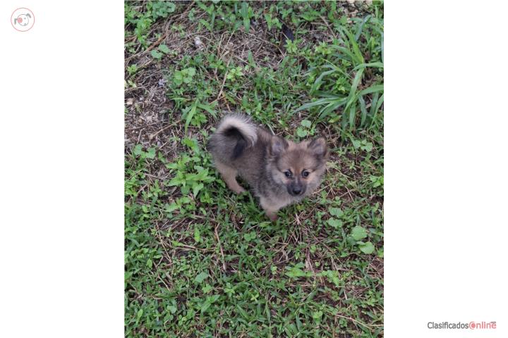 Pomeranian macho Puerto Rico
