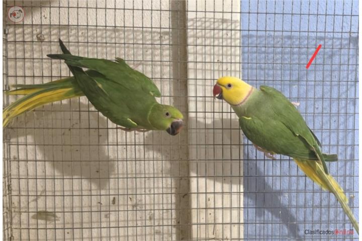 Pareja cleartail verde Puerto Rico