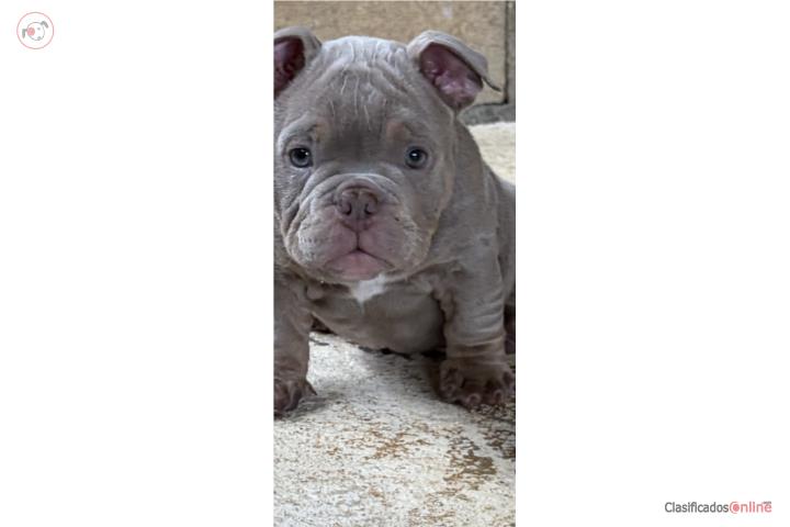 American Bully Lilac Tri Puerto Rico