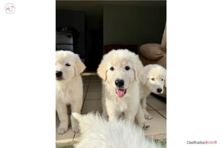 Perritas Pastor Maremma  Puerto Rico