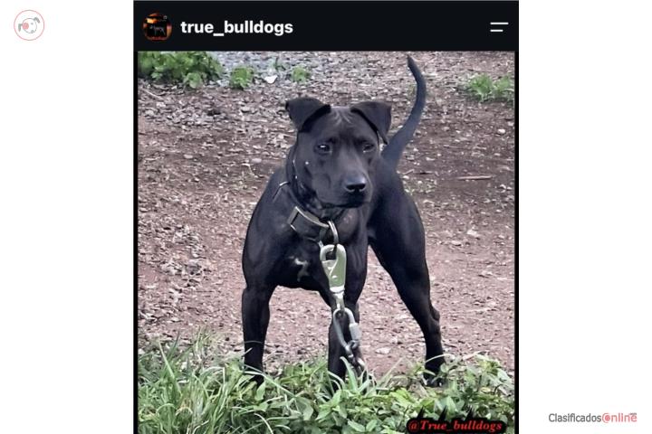 Pitbull APBT Puerto Rico