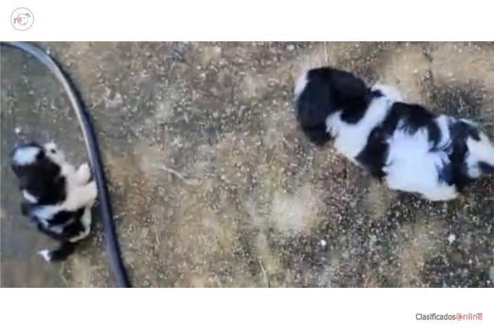 Shihtzu  Puerto Rico