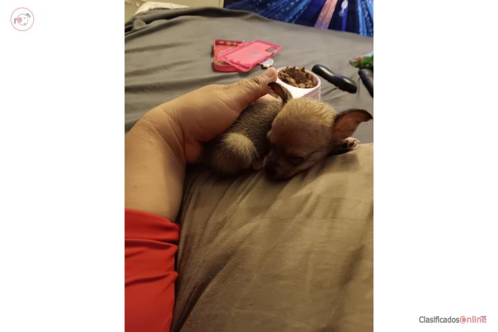 Chihuahua  Puerto Rico