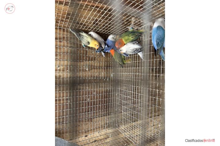 Se venden fitchers opalinos Puerto Rico