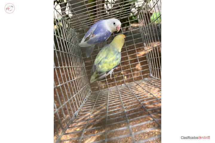Se vende pareja de fitchers Puerto Rico