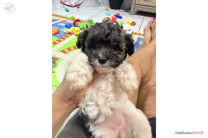 Toy poodle hembra Party  Puerto Rico