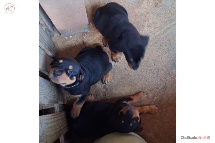 Rottweilers Puerto Rico