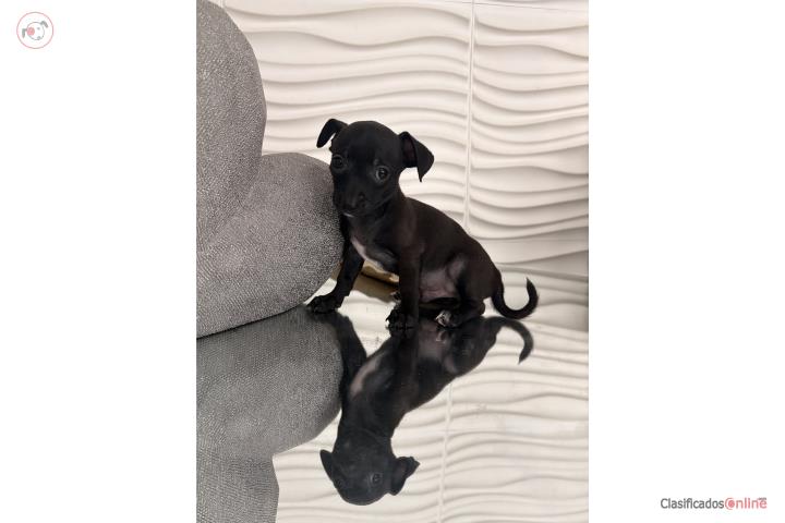 Chihuahua  Puerto Rico