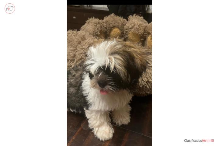 Shih Tzu Bello Puerto Rico