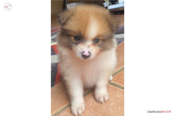 Perritos pomeranian Puerto Rico