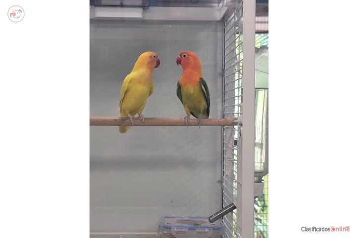 Lovebird Puerto Rico