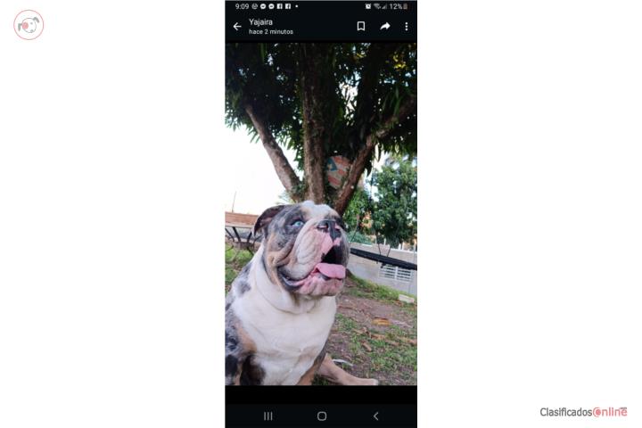 Bulldog  Puerto Rico