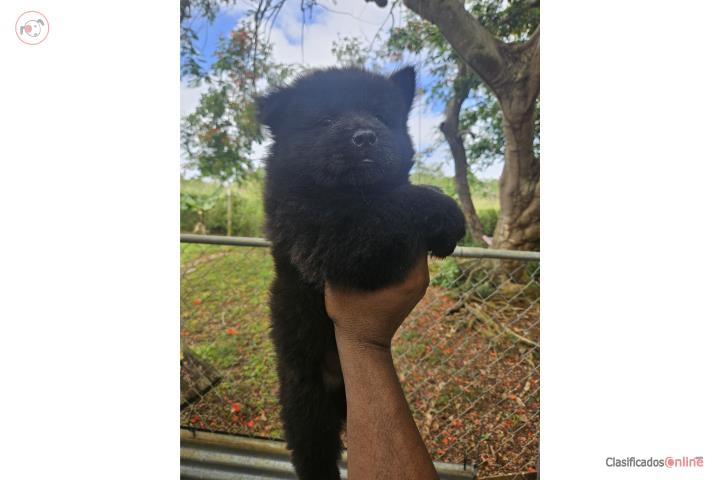 Chow chow puros Puerto Rico