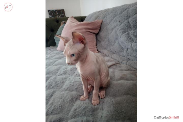 Gato Esfinge Puerto Rico