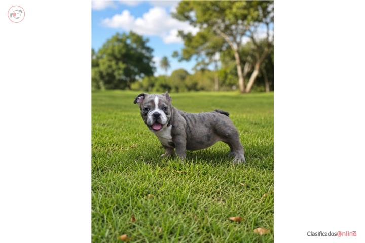 American bully Puerto Rico