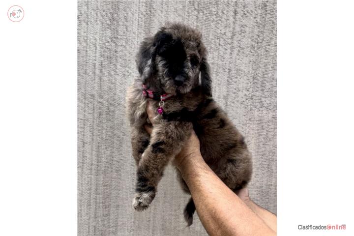 Standard poodle Nena Puerto Rico