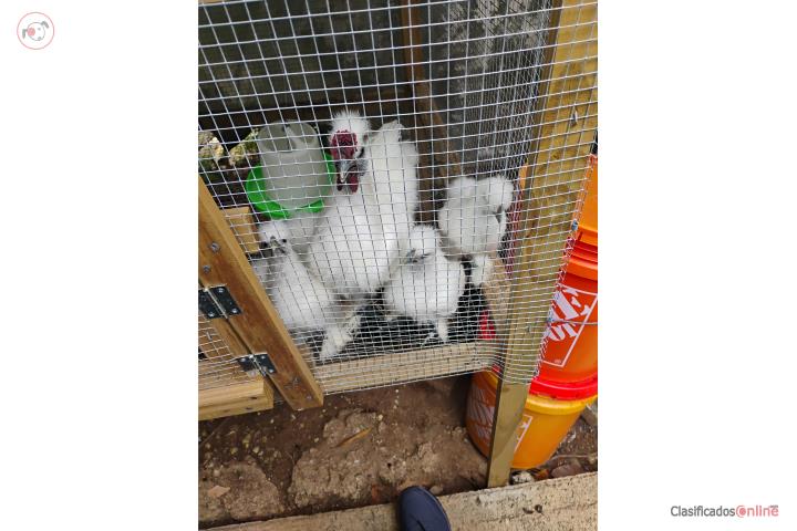 Se venden pollitos silkies Puerto Rico