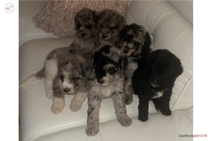 Goldendoodle Puerto Rico