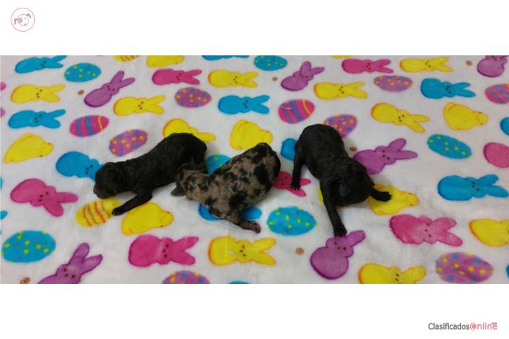 Toy Poodle con papeles  Puerto Rico