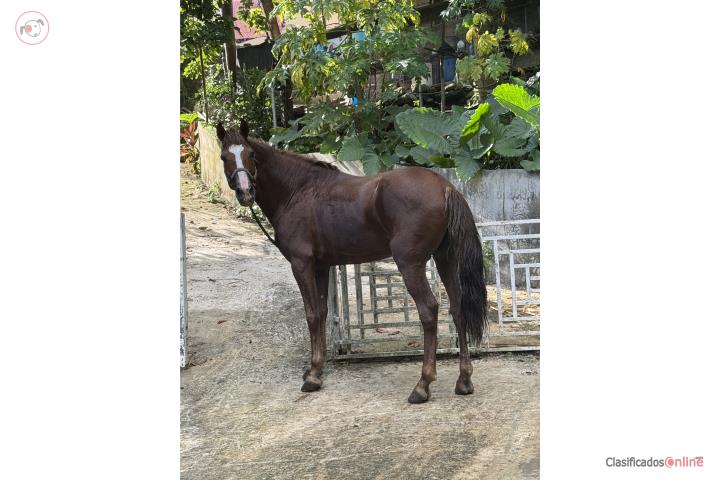 Caballo alazán, careto