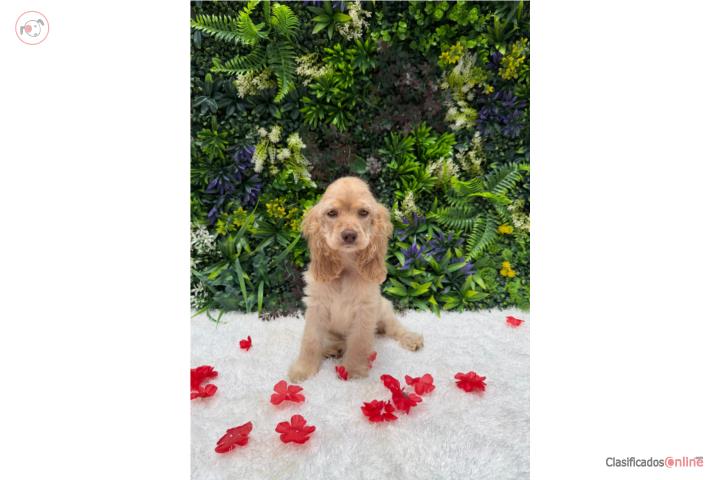 Cocker spaniel nena  Puerto Rico