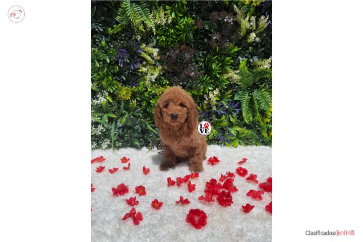 Poodle toy nena roja  Puerto Rico