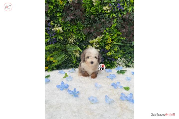 Poodle toy merle nene  Puerto Rico