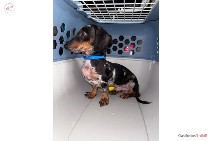 Dachshund-Dapple Mini  Puerto Rico