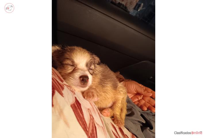 Chihuahua Toy con Pelo Largo Puerto Rico
