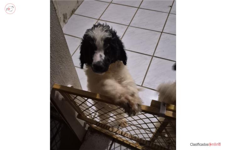 Poodle blanco y negro Puerto Rico