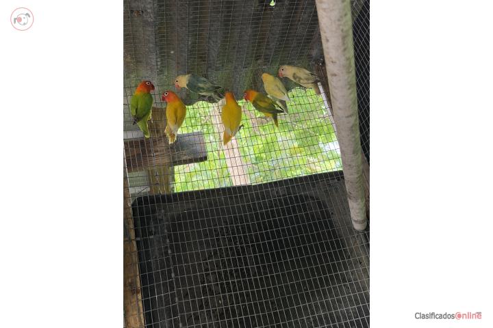 4 parejas de LoveBird  Puerto Rico