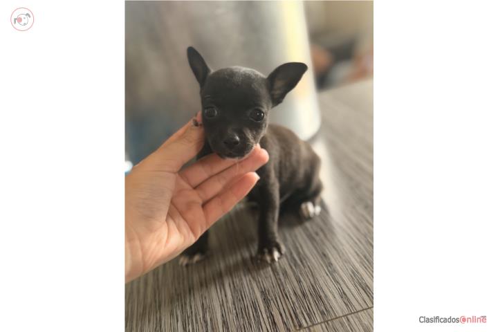 Chihuahua nene   Puerto Rico