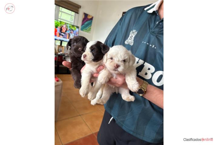 Hermosos mini Schnauzer  Puerto Rico