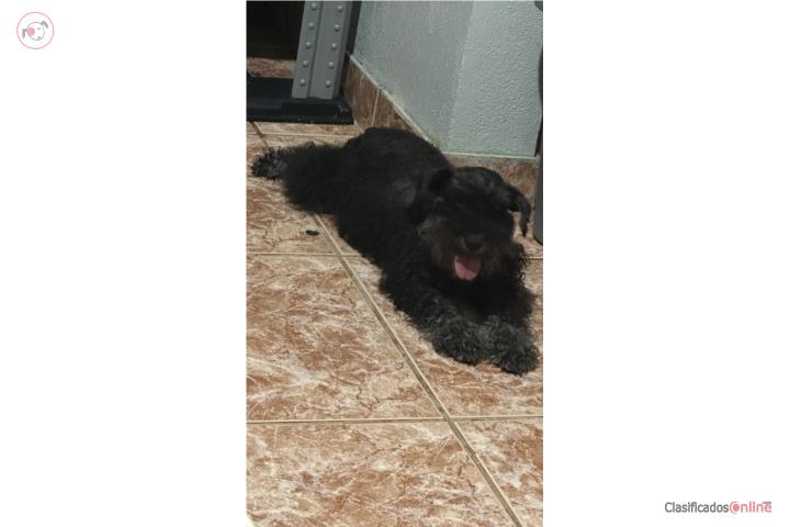 Hermosa perrita schnauzer   Puerto Rico