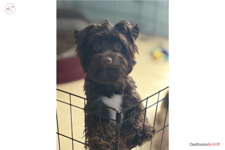 Hermoso yorkie color chocolate Puerto Rico