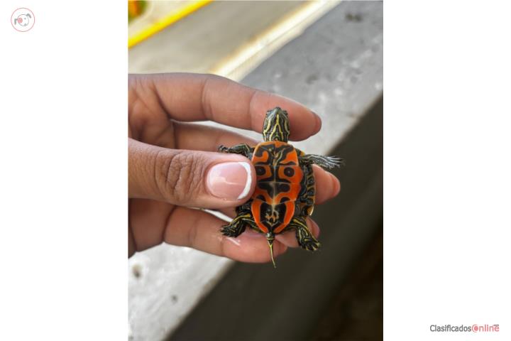 Tortuga Puerto Rico