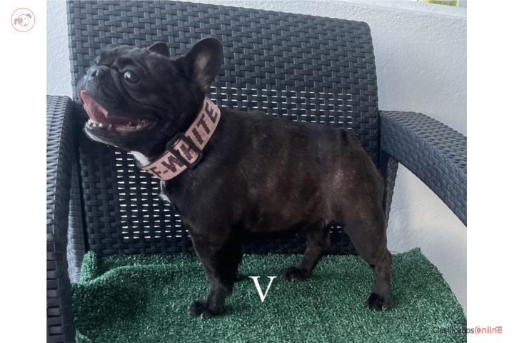 Frenchie Hembra  Puerto Rico