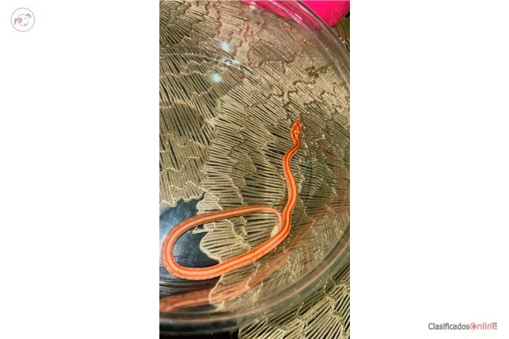 Corn snake Puerto Rico