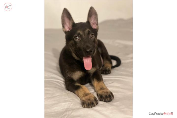 Se vende German shepersd  Puerto Rico