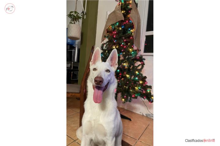 German Shepherd Blancos Suizos Puerto Rico