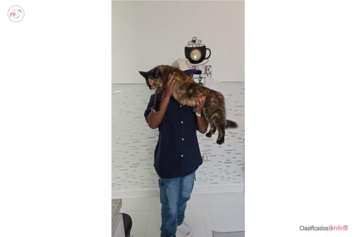 Maine Coon Europeo Registro Tica  Puerto Rico