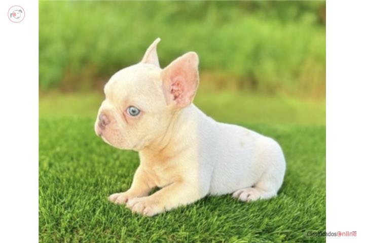 French bulldog  Puerto Rico