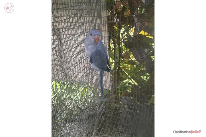 Ringneck violeta   Puerto Rico